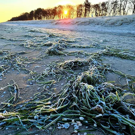 Apartment Haus Sandnelke - Domizil Am Ostseewald Ostseeheilbad Zingst